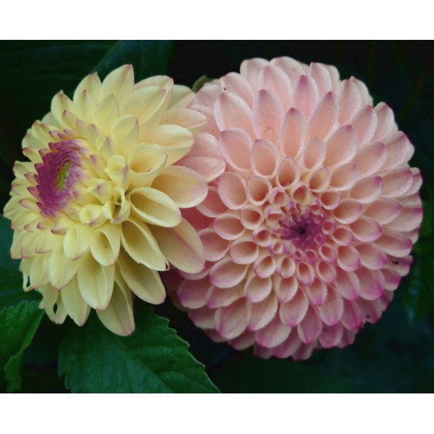 Dahlia Bolt