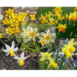 Blomsterl�g Oprydningspakke Insektvenlig