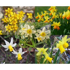 Pskelilje Mix, Botanisk