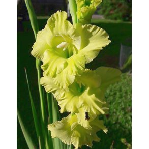 Gladiolus Bowie