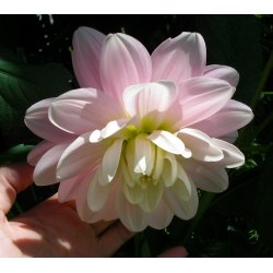 Dahlia Bracken Ballerina