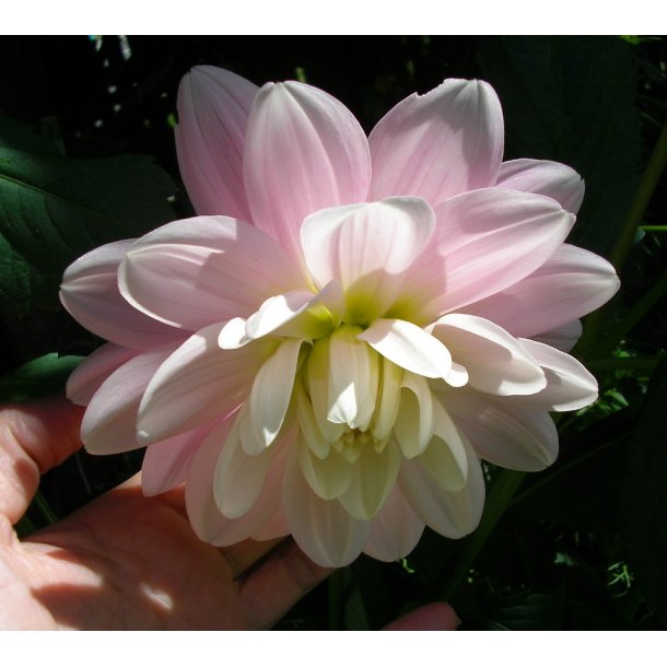 Dahlia Bracken Ballerina
