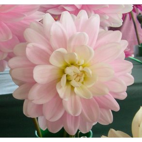 Dahlia Bracken Ballerina