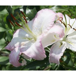 Lilium orientale Brasilia