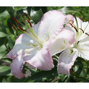 Lilium orientale Brasilia