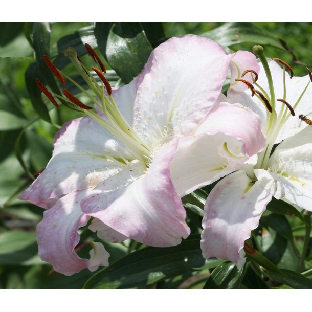 Lilium orientale Brasilia