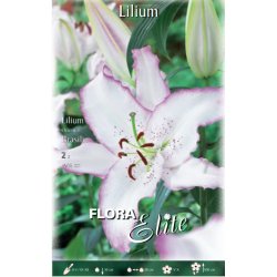 Lilium orientale Brasilia