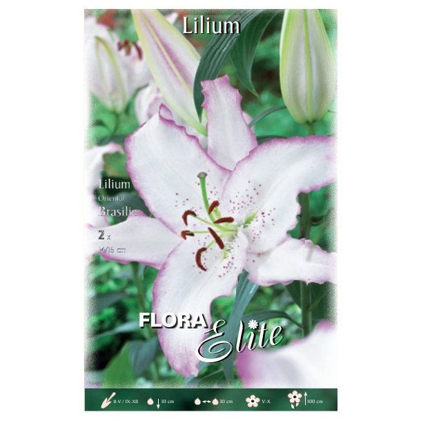 Lilium orientale Brasilia