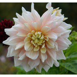 Dahlia Break Out
