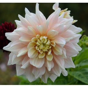 Dahlia Break Out