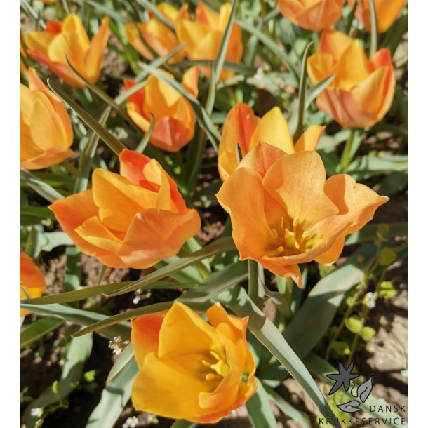 Tulipan Bright Gem