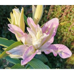 Dobbelt lilje Broken Heart, 2 lg