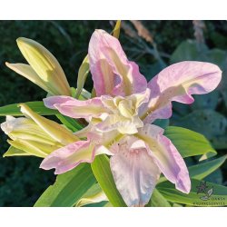 Dobbelt lilje Broken Heart, 2 lg