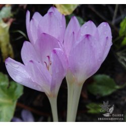 Hsttidls Byzantinum, Ngen Jomfru