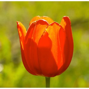 Tulipan Cadans