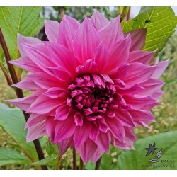 Dahlia Cafe au lait Rose