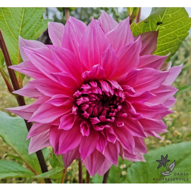 Dahlia Cafe au lait Rose