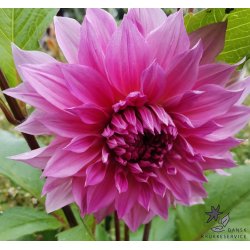 Dahlia Cafe au lait Rose