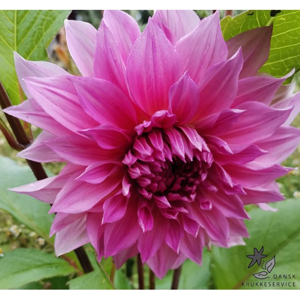 Dahlia Cafe au lait Rose
