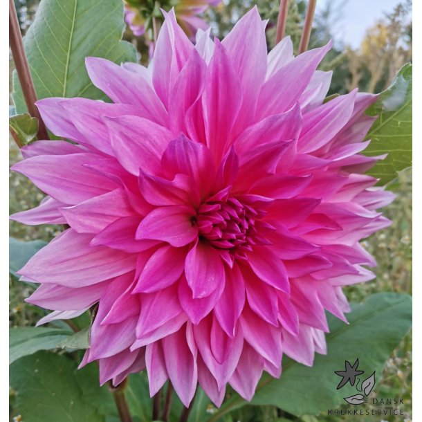 Dahlia Cafe au lait Rose