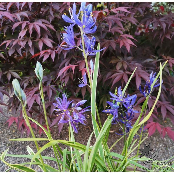 Prrielilje Blue Melody