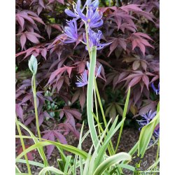 Prrielilje Blue Melody