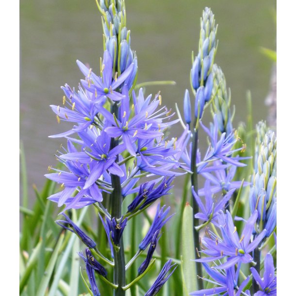 Prrielilje Caerulea