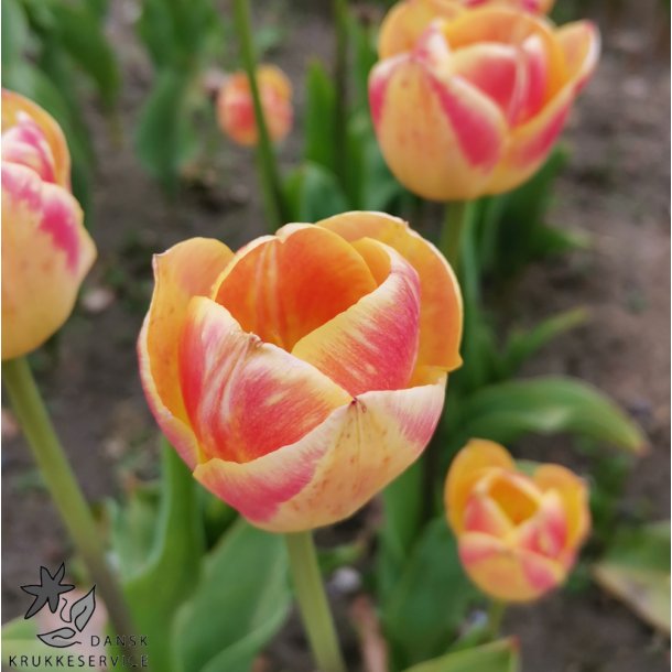 Tulipan Candy Corner
