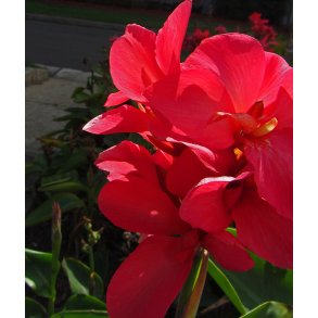 Canna Crimson Beauty