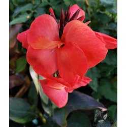 Canna Happy Julia
