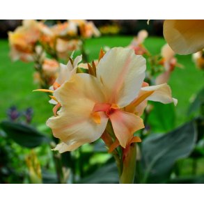 Canna Madame Angele Martin