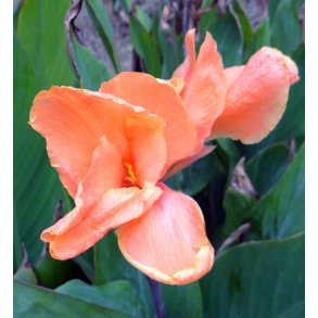 Canna Peach Blush