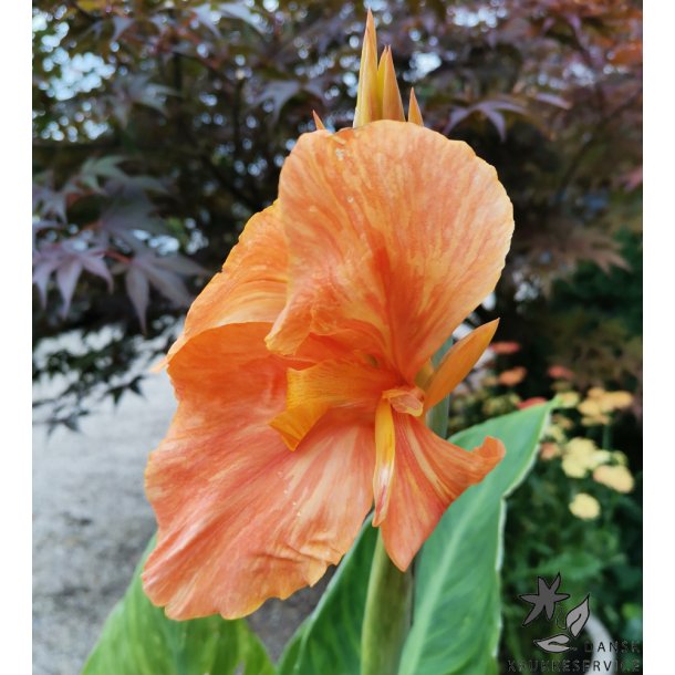 Canna Peach Blush