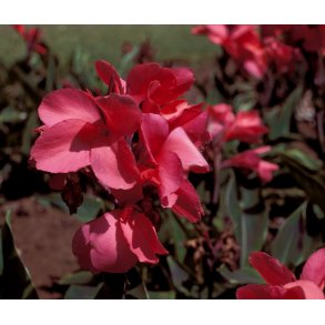 Canna Pink and Roses