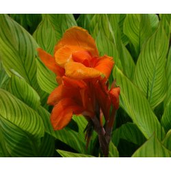 Canna Pretoria