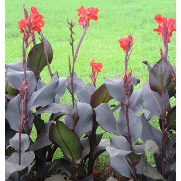 Canna Red Velvet