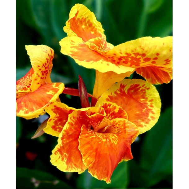 Canna Taroudant