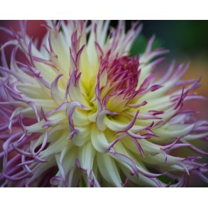 Dahlia Caproz Josephine