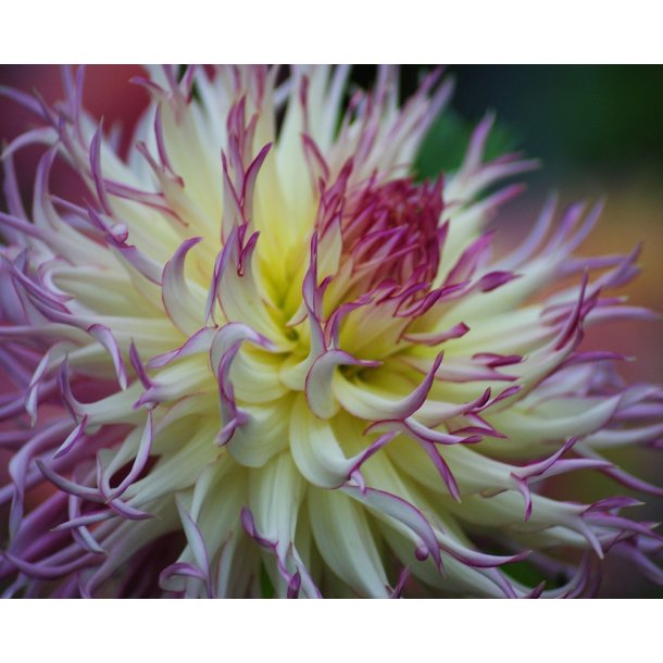 Dahlia Caproz Josephine