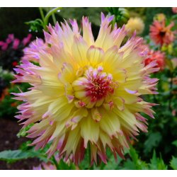 Dahlia Caproz Josephine