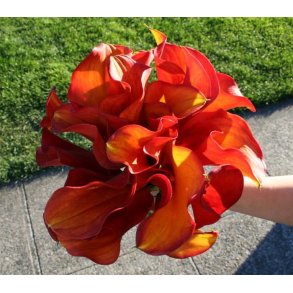 Calla Captain Trinity