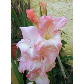 Gladiolus Careless