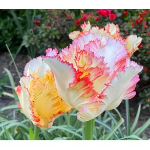 Tulipan Caribbean Parrot