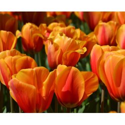 Tulipan Cash