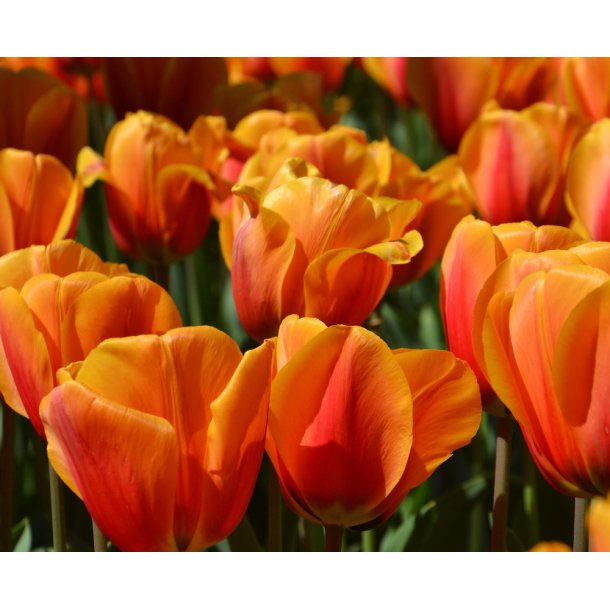 Tulipan Cash