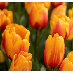 Tulipan Cash