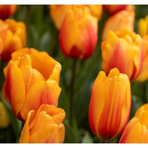 Tulipan Cash