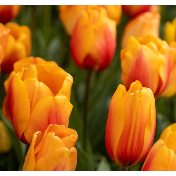 Tulipan Cash