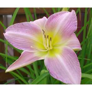 Daglilje Catherine Woodbury