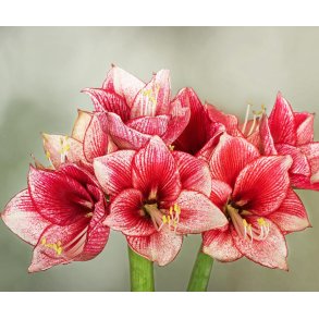 Hippeastrum Charisma